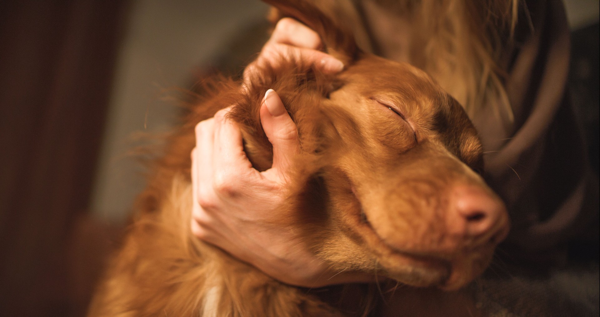 A red-haired woman pets her Nova Scotia Retriever dog.
