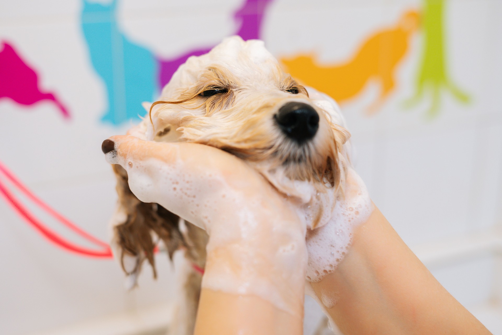 Close-up face of funny curly Labradoodle dog, female groomer washing head with shampoo in bathtub at grooming salon.